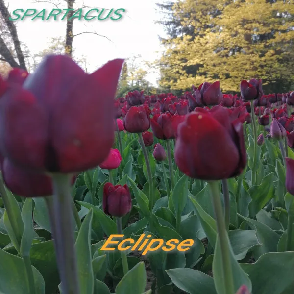Copertina di Eclipse